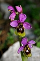 1078 Ophrys tenthredinifera